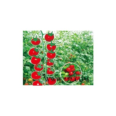 供应红福88—番茄种子