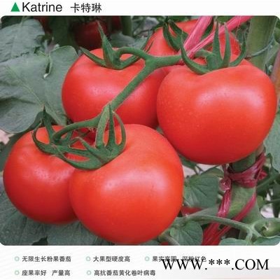 供应卡特琳(高抗TY病毒粉果番茄)-番茄种子