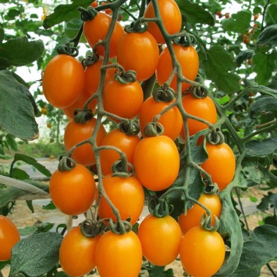 供应福祺® 黄和平——番茄种子
