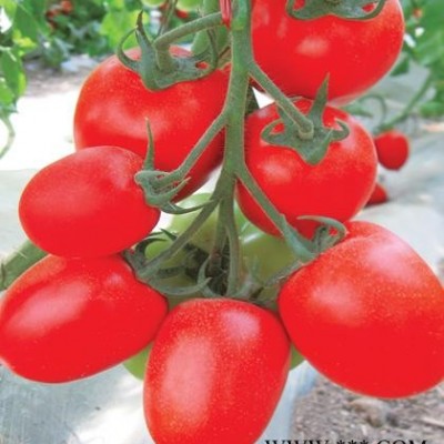 供应罗琴番茄种子