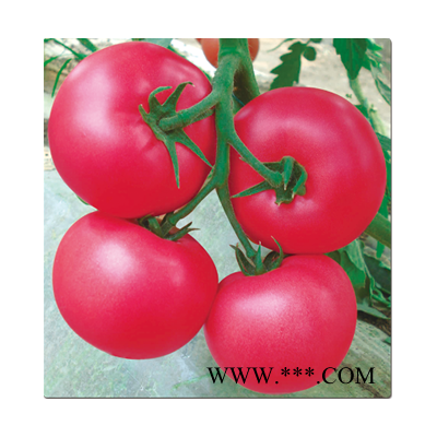 供应诺琳(*粉果番茄)-番茄种子