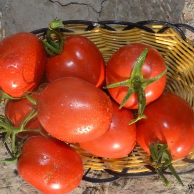 供应骋辉85号—番茄种子