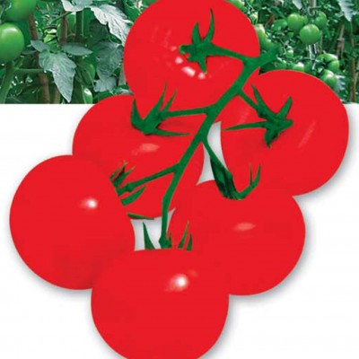 供应以色铁金刚—番茄种子