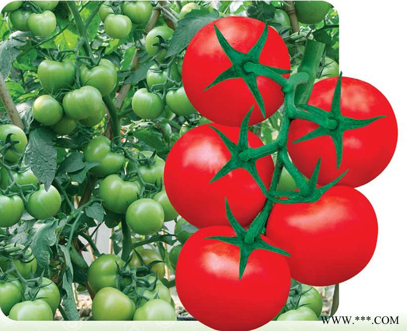 供应粤农0919—番茄种子