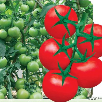 供应粤农0919—番茄种子
