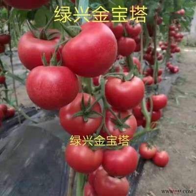 供应绿兴金宝塔—番茄种子