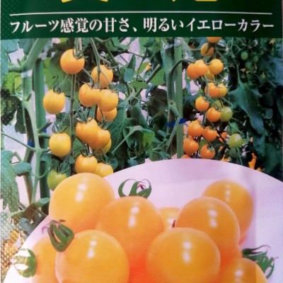 供应日本原装进口黄妃樱桃番茄种子