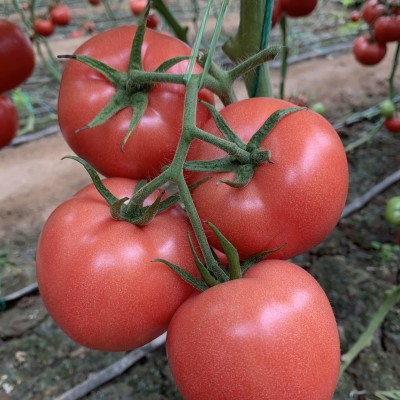 供应威兰达3号番茄种子