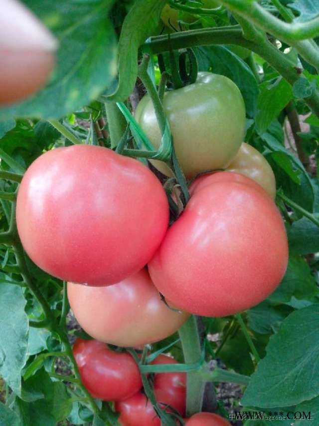 供应耐热越夏抗TY粉果番茄-番茄种子