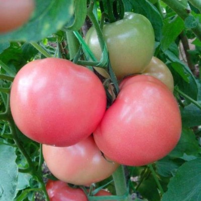 供应耐热越夏抗TY粉果番茄-番茄种子