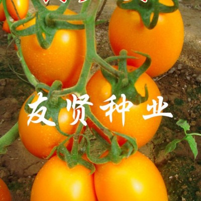 供应黄罗曼-番茄种子