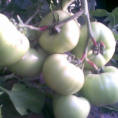 供应粉果8318—番茄种子