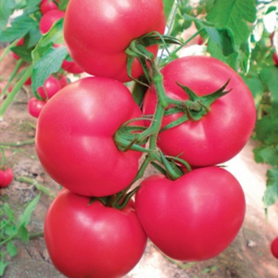 供应粉果8316—番茄种子