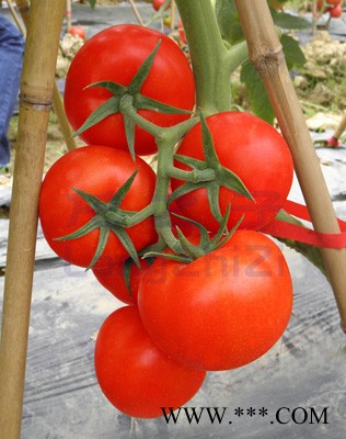 供应丽斯特—番茄种子