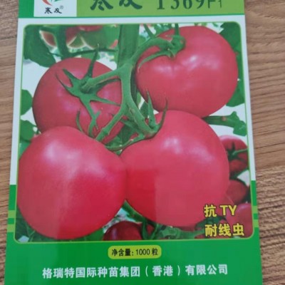 供应番茄种子寒友369