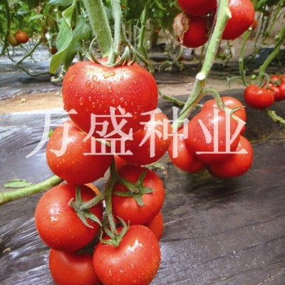 供应娜塔莉—番茄种子