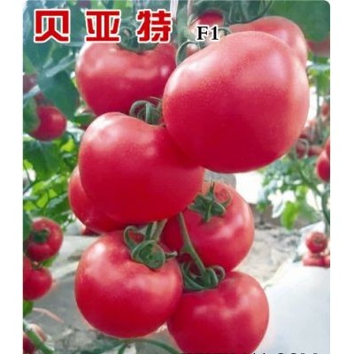 供应贝亚特—番茄种子