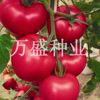供应欧斯特2号—番茄种子