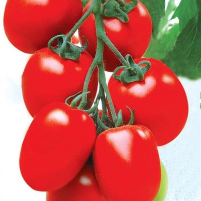 供应百利番茄种子