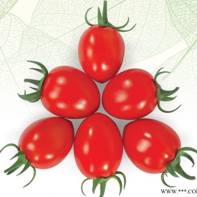 供应美娇番茄种子