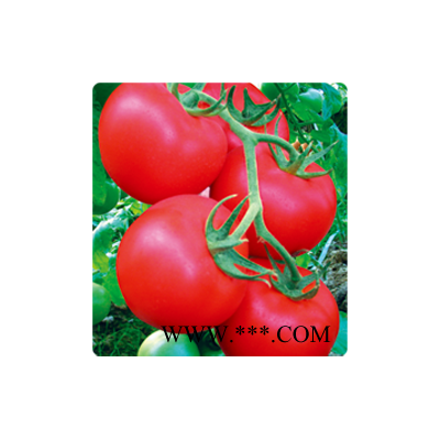 供应斯瓦泽（高抗TY病毒粉果番茄）—番茄种子
