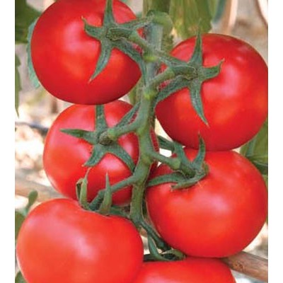 供应新雅番茄—番茄种子