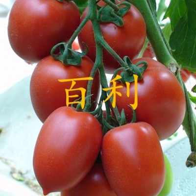 供应樱桃番茄，小番茄种子