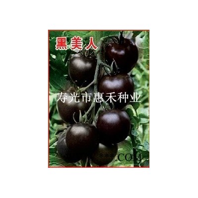 供应黑布丁—樱桃西红柿种子