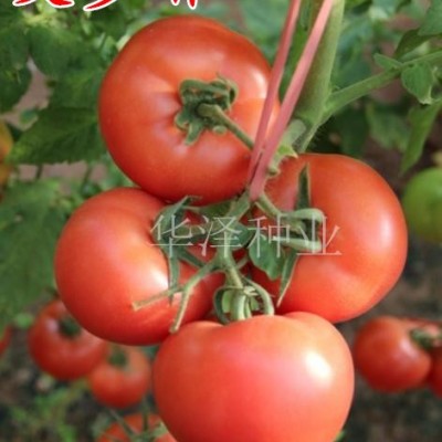 供应“艾多琳”--番茄种子