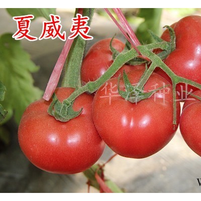 供应越夏耐热高产西红柿种子—“夏威夷”