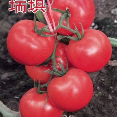 供应瑞琪—大果型西红柿种子