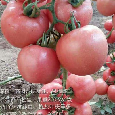 供应高盛美-秋延-冬春粉番茄种苗