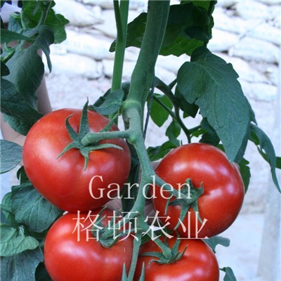 供应红保利番茄种子