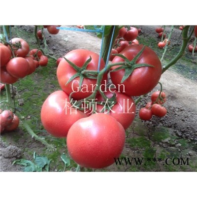 供应粉特利番茄种子