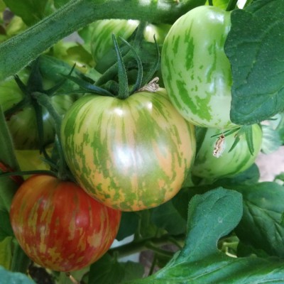 供应彩色番茄种子--彩虹7号