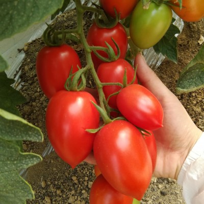 供应特色番茄-曼谷红