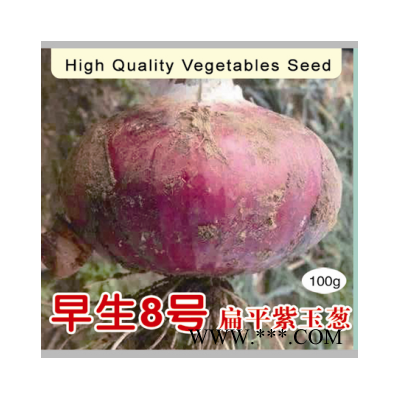 供应早生8号扁平紫玉葱——洋葱种子