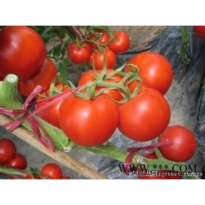 供应优质大红西红柿