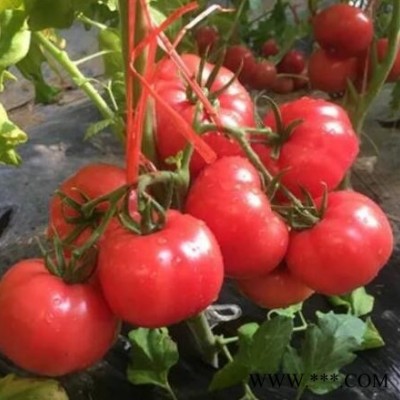供应口感番茄苗基地 普罗旺斯西红柿苗品种