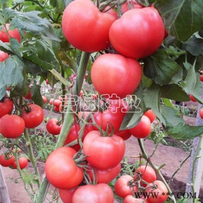 供应粉罗兰番茄种子