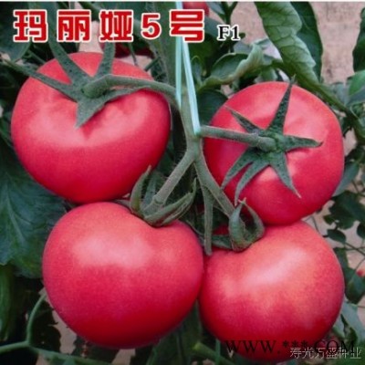供应玛丽娅5号—番茄种子