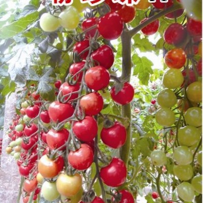供应粉珍珠—樱桃番茄种子