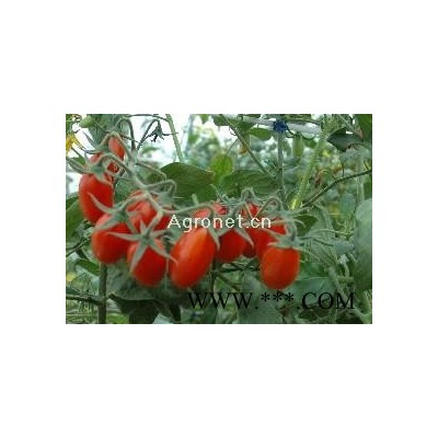 供应宝红—番茄种子
