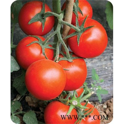 供应普威贝丽—番茄种子