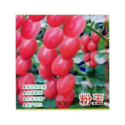 供应粉玉—番茄种子
