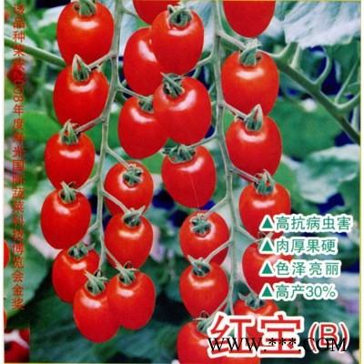 红宝（B）-樱桃番茄