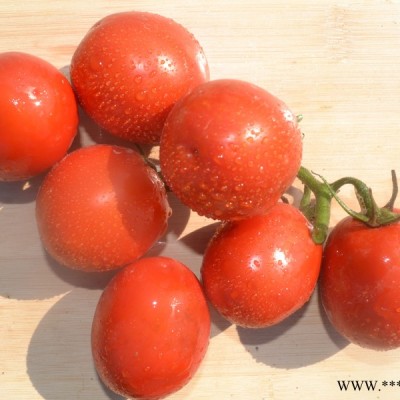 供应骋辉76号—番茄种子