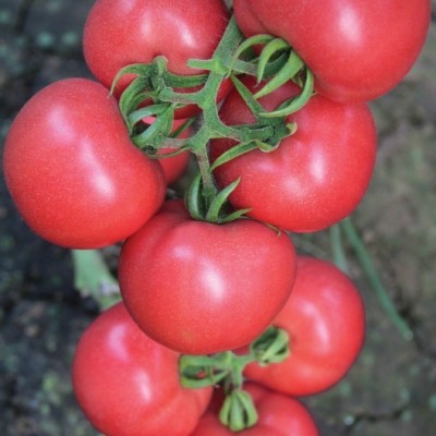 供应越夏耐热夏季抗TY病毒番茄种子西红柿种子—粉世佳