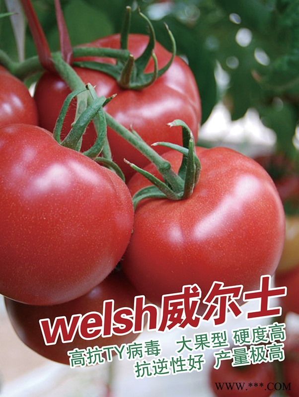 供应秋延抗TY番茄威尔士—番茄种子