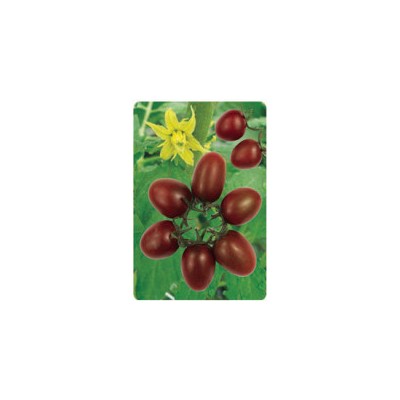 供应紫千禧6号—樱桃番茄种子